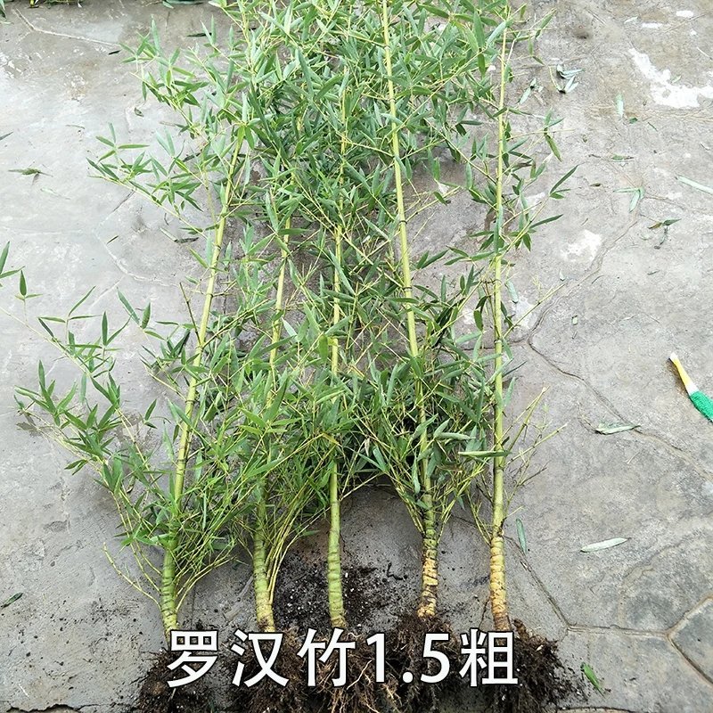 青竹竹子苗南北方庭院耐寒紫竹四季常青种植