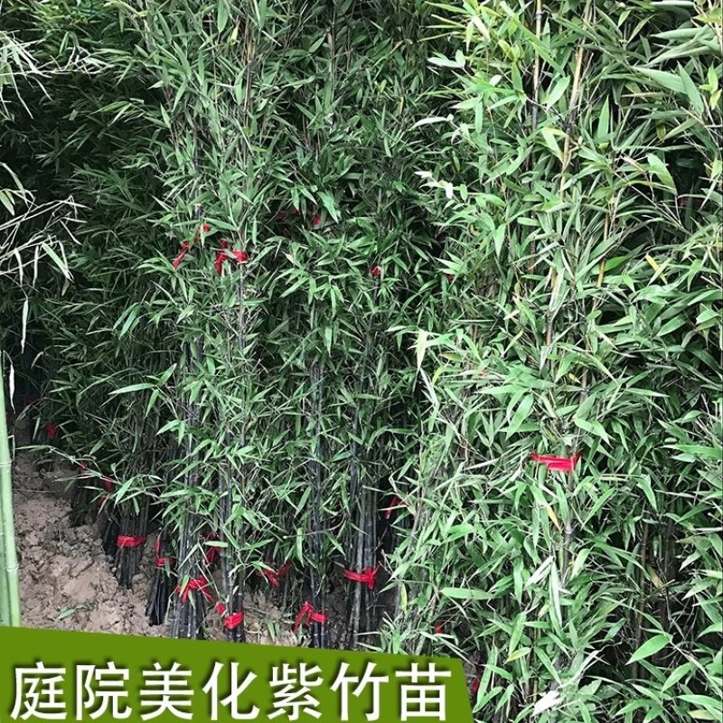 青竹竹子苗南北方庭院耐寒紫竹四季常青种植