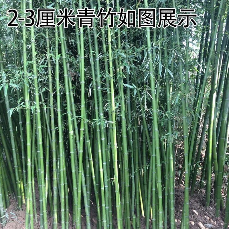 青竹竹子苗南北方庭院耐寒紫竹四季常青种植