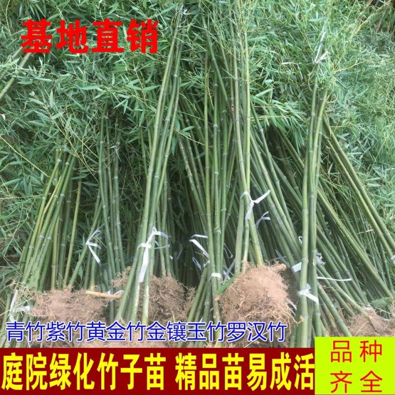 青竹竹子苗南北方庭院耐寒紫竹四季常青种植