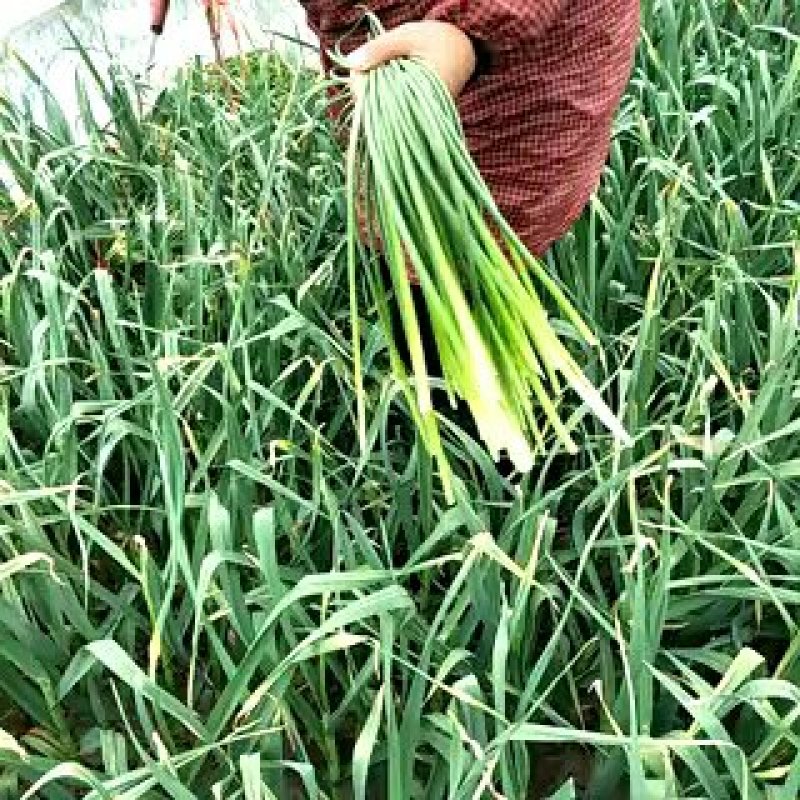 常年供应金乡红帽蒜薹白帽蒜苔专也业加工各种规格精品