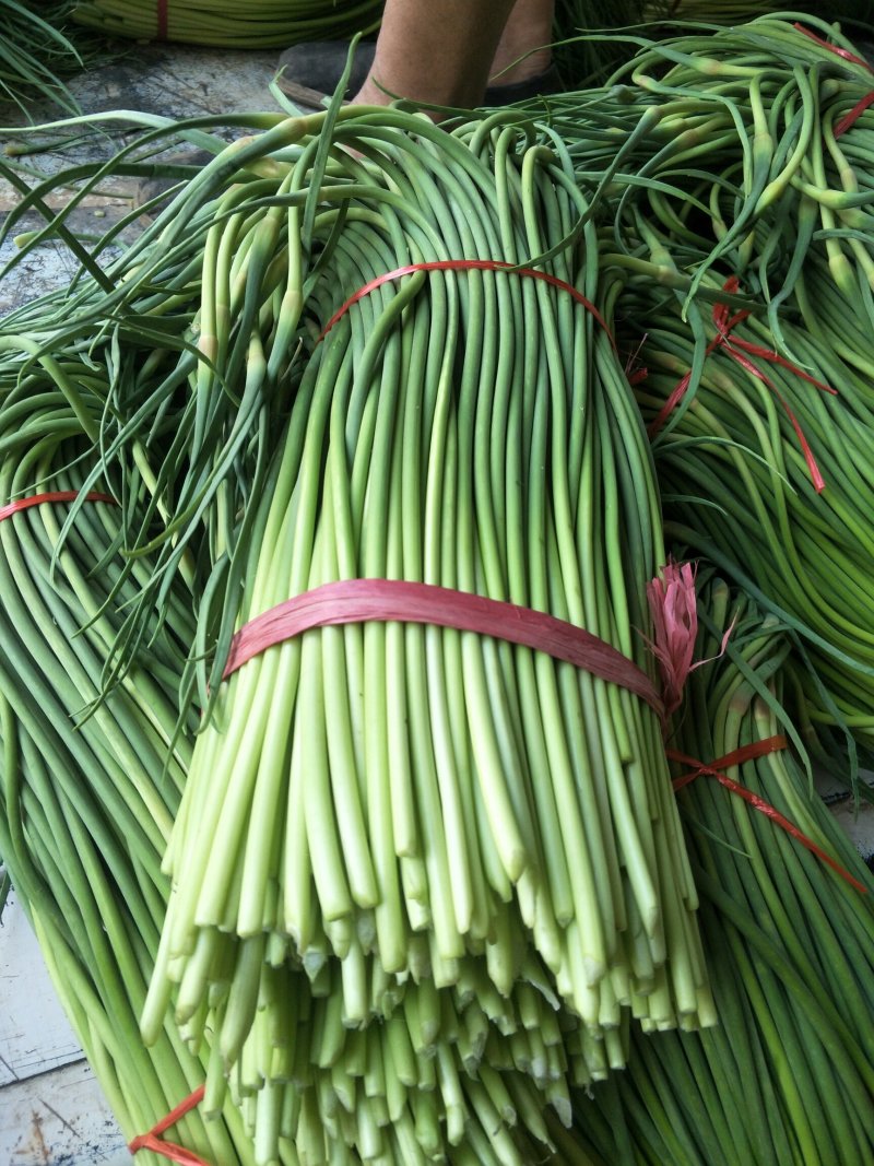 常年供应金乡红帽蒜薹白帽蒜苔专也业加工各种规格精品