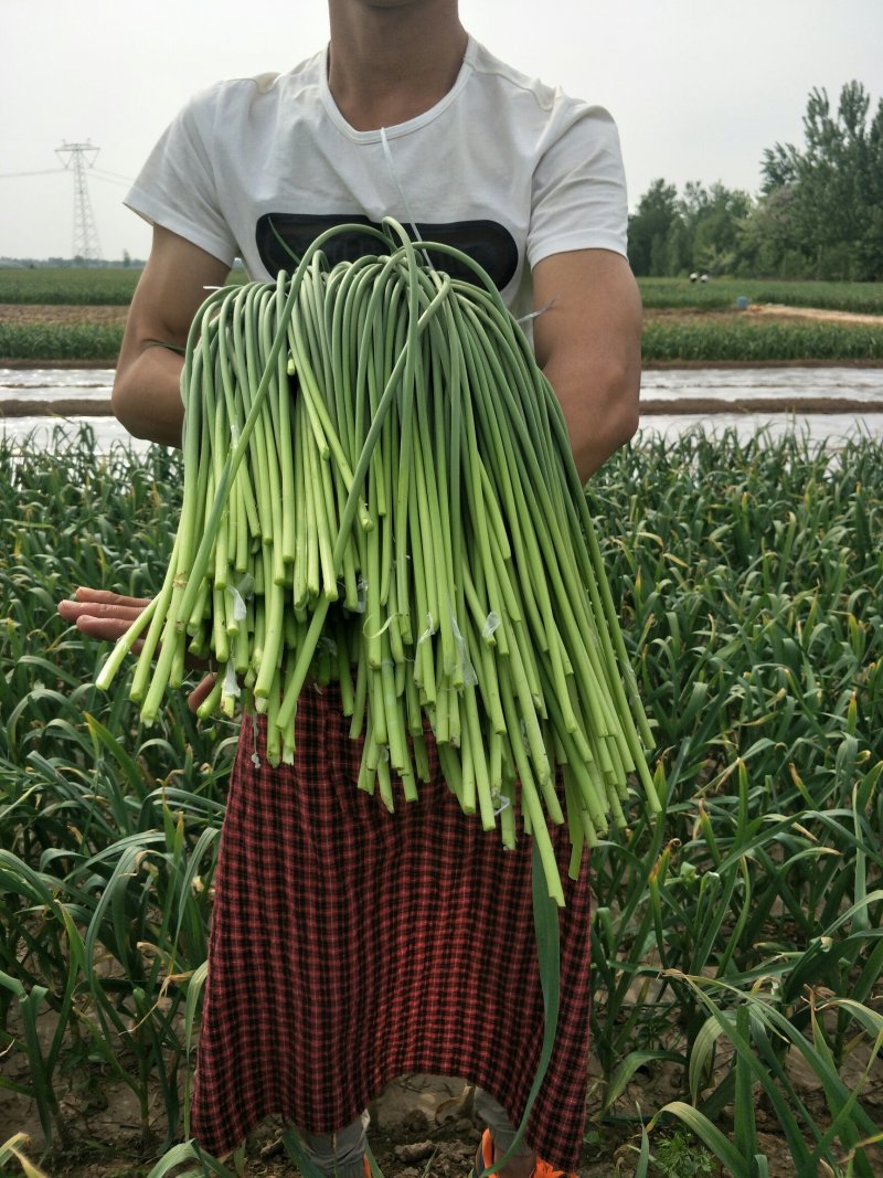 常年供应金乡红帽蒜薹白帽蒜苔专也业加工各种规格精品