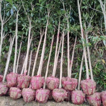 基地直销2/3/4/5/6/8公分桂花树，量大优惠价格低