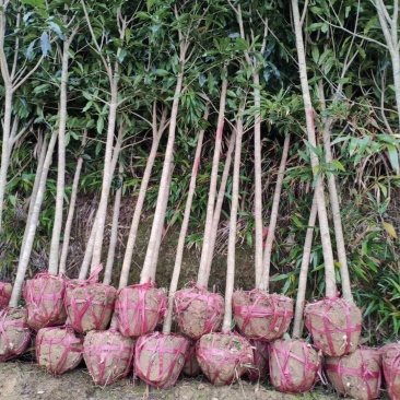 基地直销2/3/4/5/6/8公分桂花树,量大优惠价格低