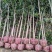 基地直销2/3/4/5/6/8公分桂花树,量大优惠价格低