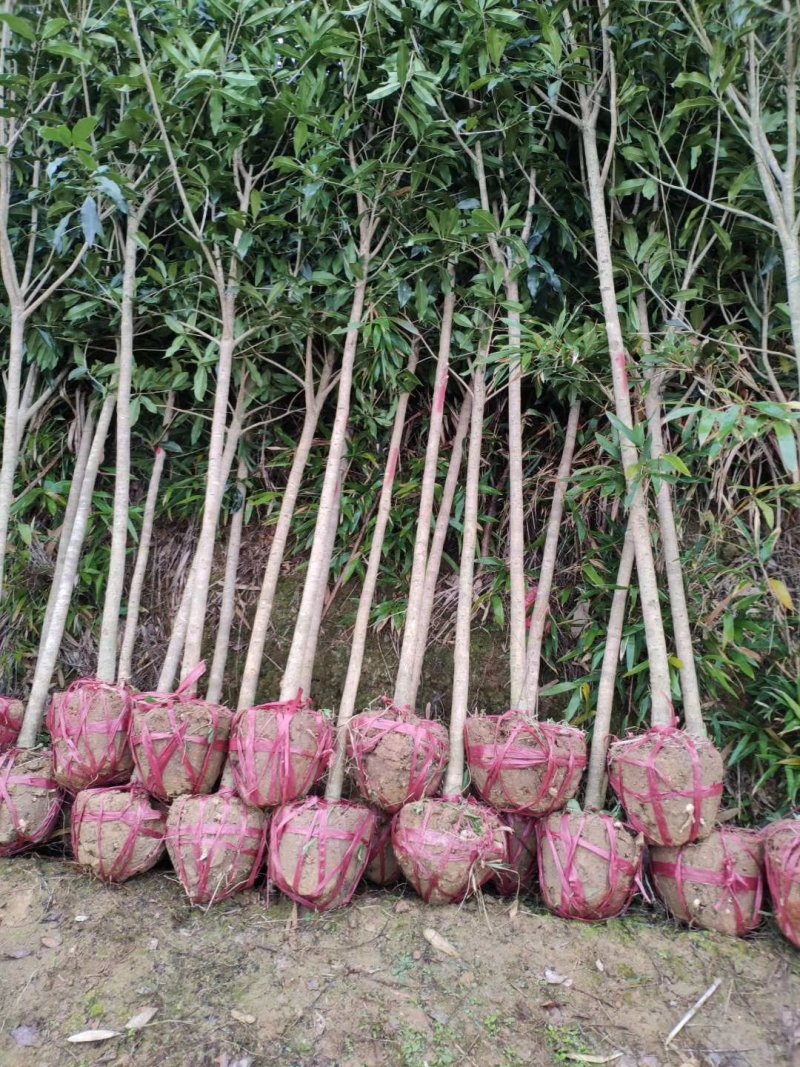 基地直销2/3/4/5/6/8公分桂花树，量大优惠价格低