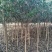 基地直销2/3/4/5/6/8公分桂花树,量大优惠价格低