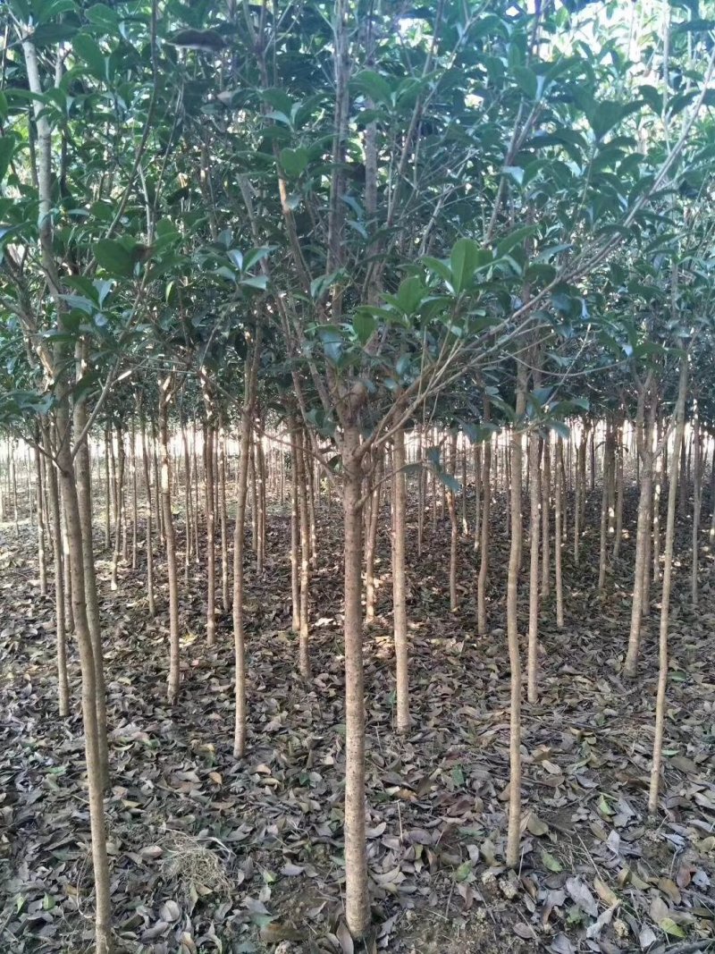 基地直销2/3/4/5/6/8公分桂花树，量大优惠价格低