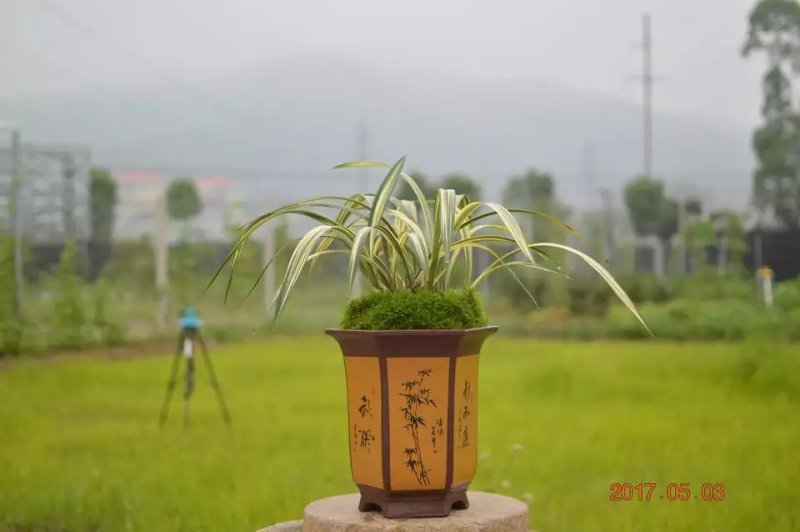 蕙兰春兰国兰建兰