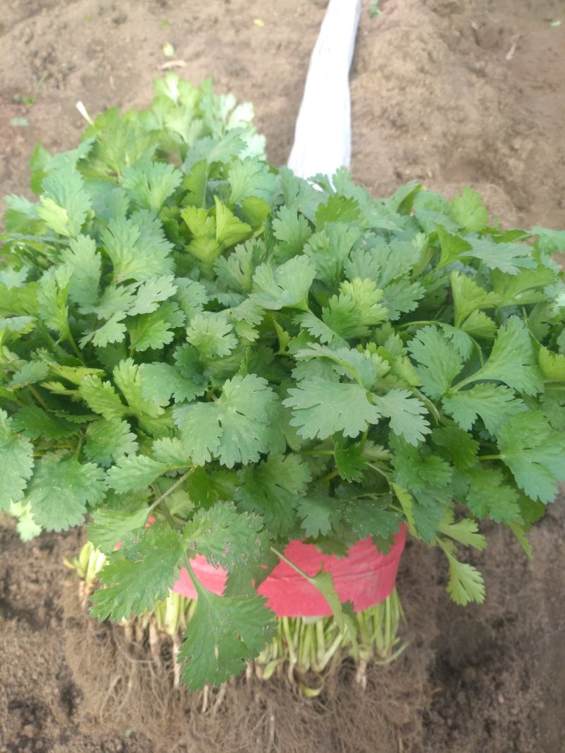 大叶香菜