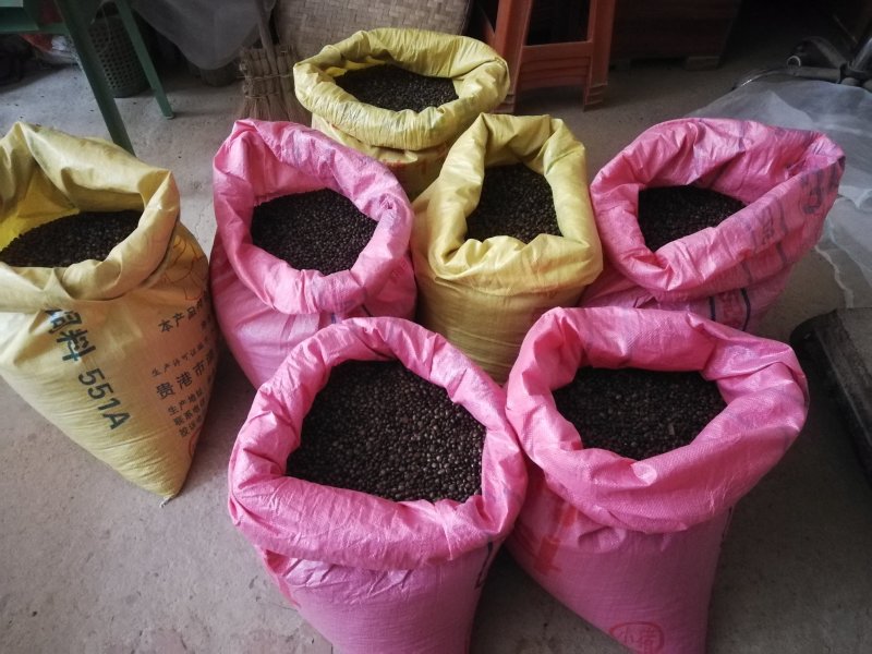 小叶牛大力种子选优高产牛大力批发广西中药材