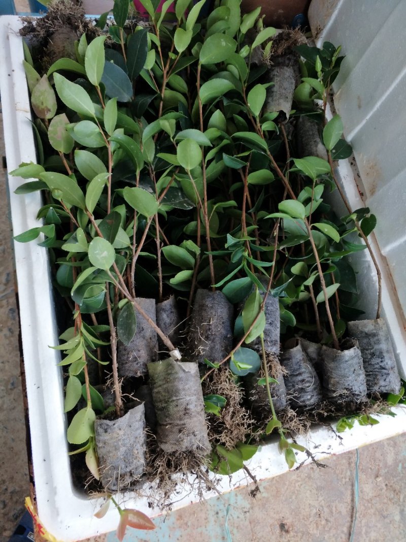 （包邮）高产嫁接油茶杯苗基地直发质量保证品种齐全