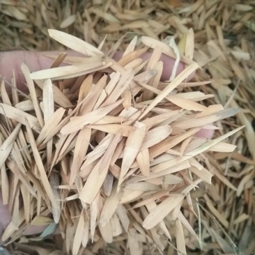 白蜡种子