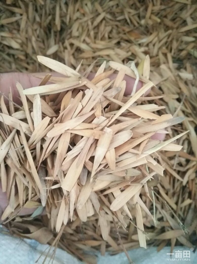 白蜡种子