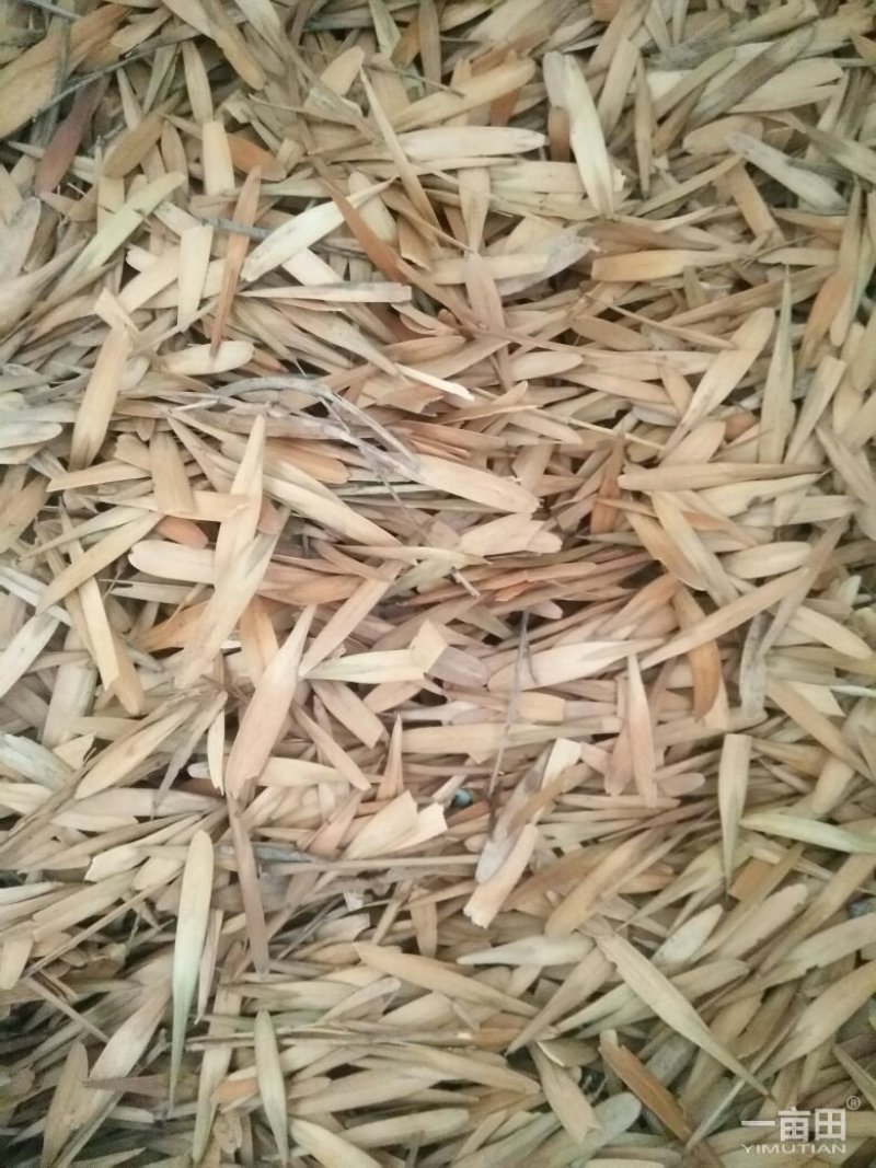 白蜡种子