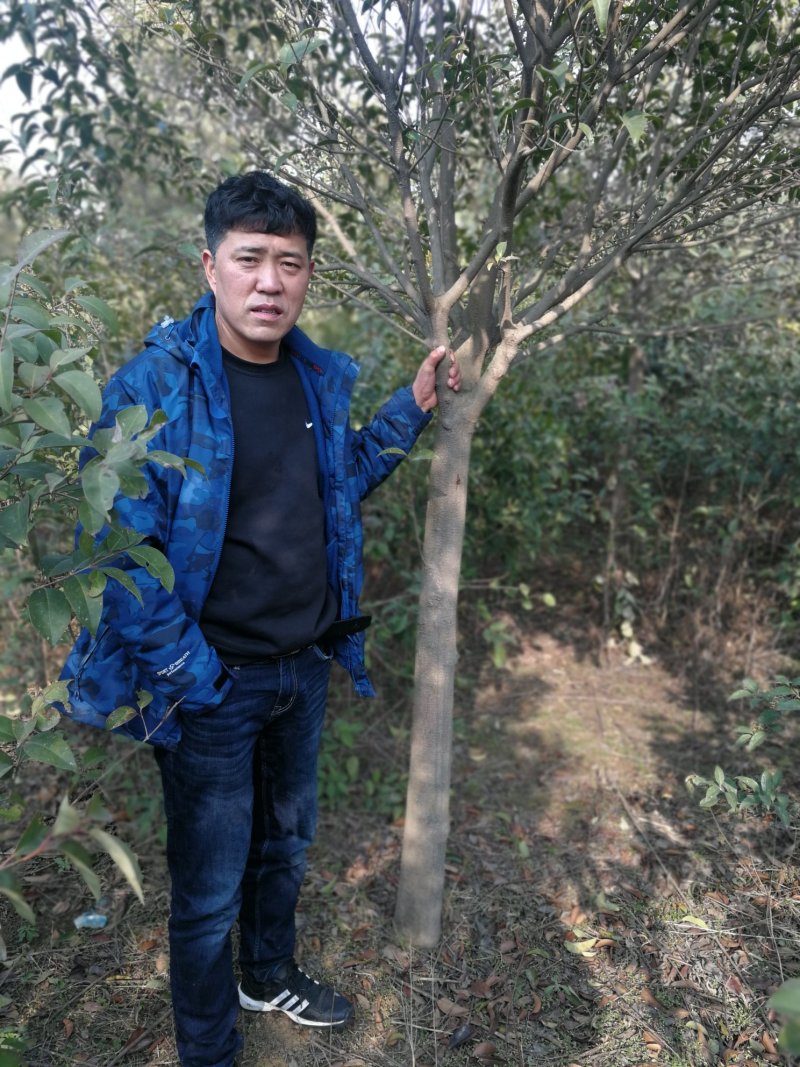 大叶女贞常年供应，3--15公分，量大优惠。原生冠，