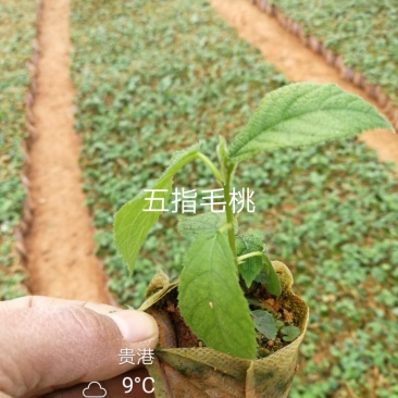 【五指毛桃苗】改良品种高产，速长产地现挖现发包技术
