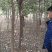 香樟，耐寒品种，五年原生冠。分枝点1.8---2米，米径