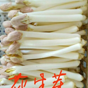 优质水培花生芽，花生苗批发