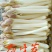 优质水培花生芽，花生苗批发
