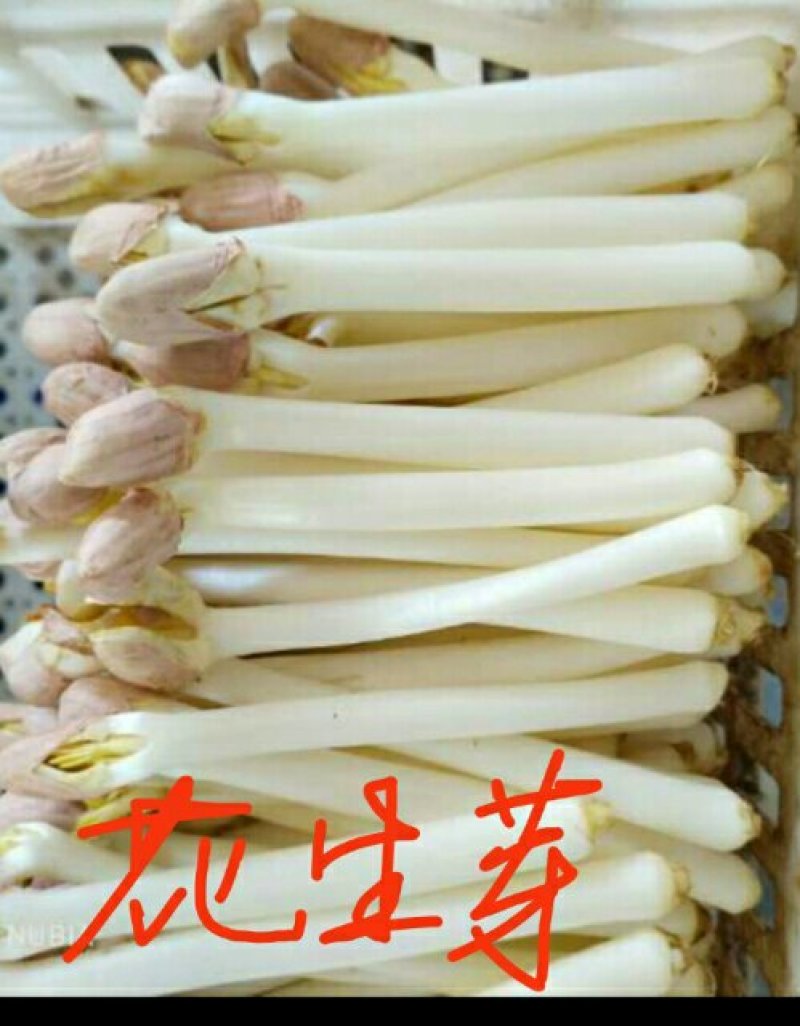 优质水培花生芽，花生苗批发