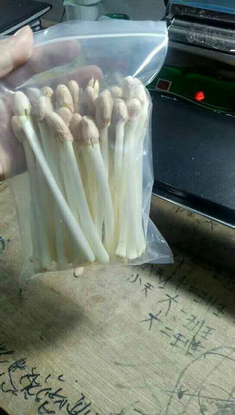 优质水培花生芽，花生苗批发