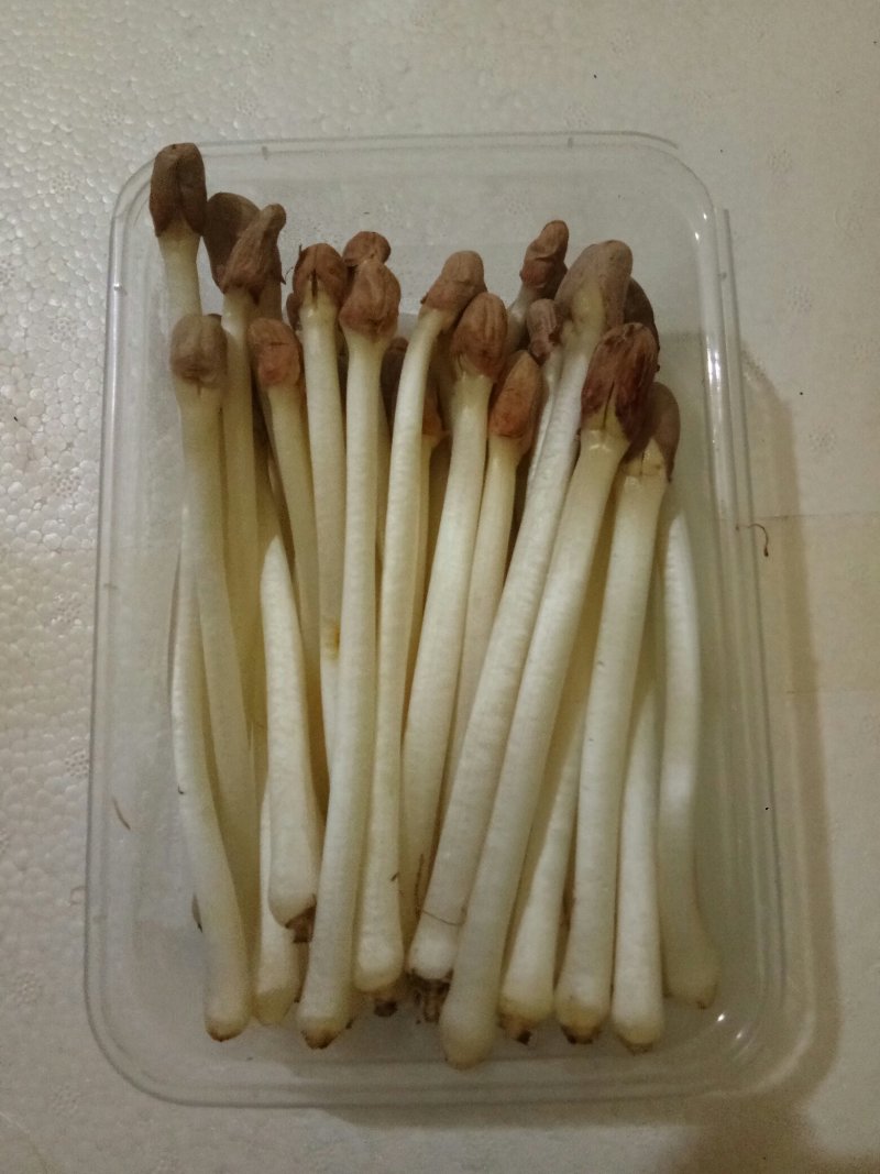 优质水培花生芽，花生苗批发