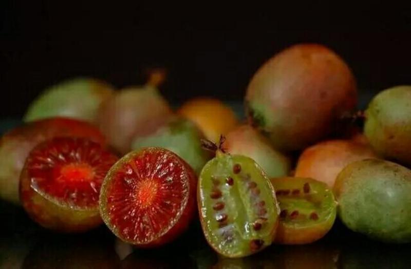 软枣猕猴桃苗一级好苗品种树苗耐寒品种