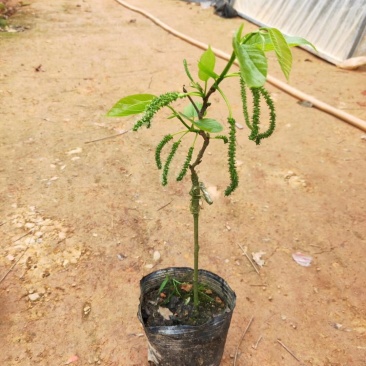 长果桑树苗