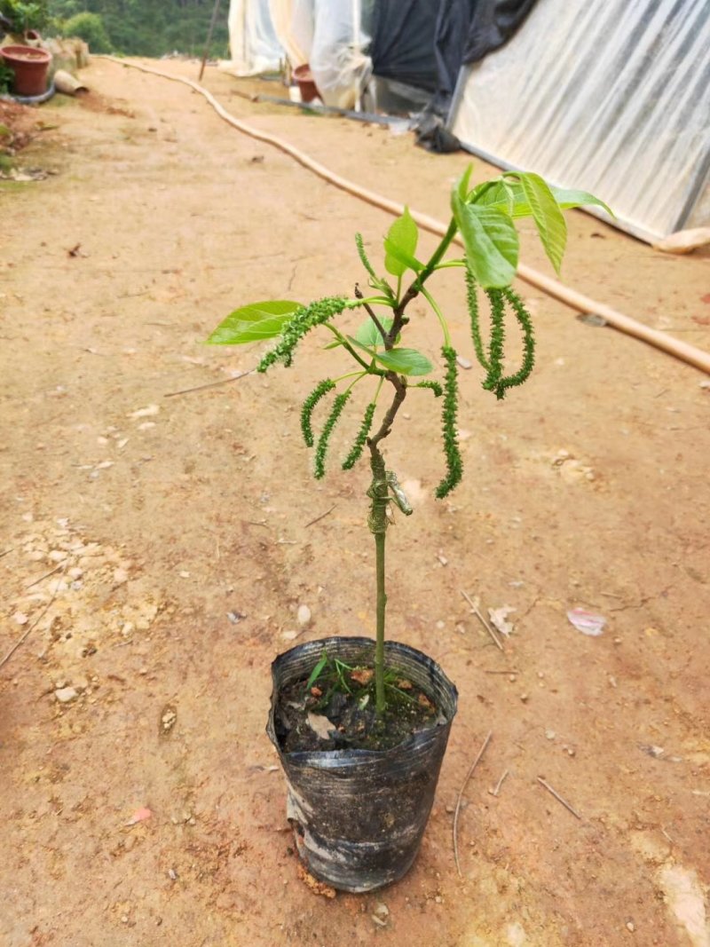 长果桑树苗