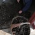 野生猪苓干货100斤起批无污染猪屎苓包邮