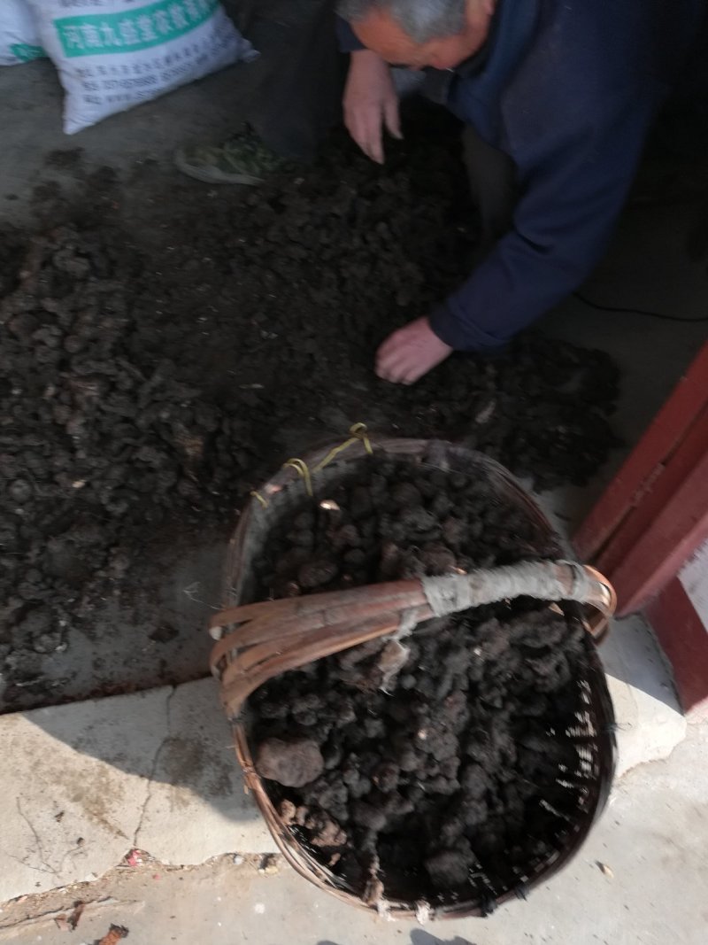 野生猪苓干货100斤起批无污染猪屎苓包邮