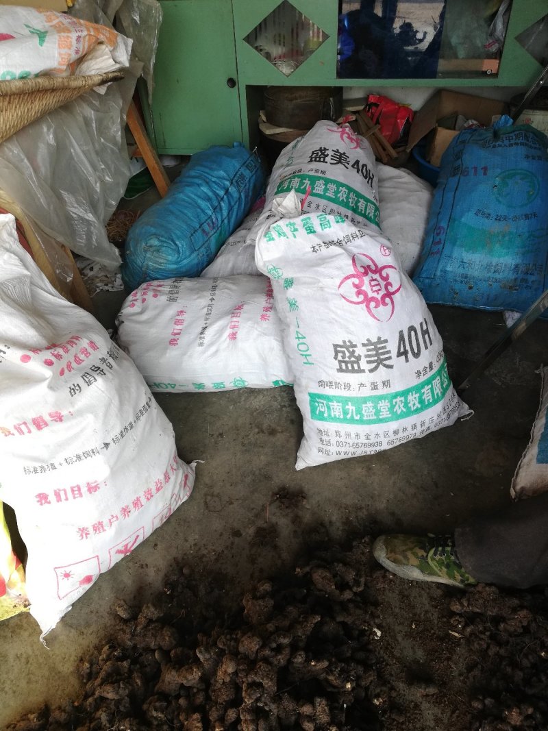 野生猪苓干货100斤起批无污染猪屎苓包邮