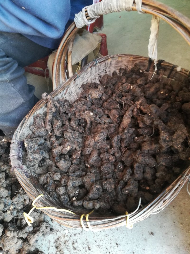 野生猪苓干货100斤起批无污染猪屎苓包邮