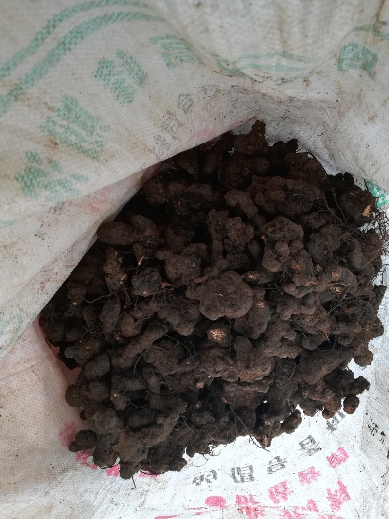 野生猪苓干货100斤起批无污染猪屎苓包邮