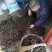 野生猪苓干货100斤起批无污染猪屎苓包邮