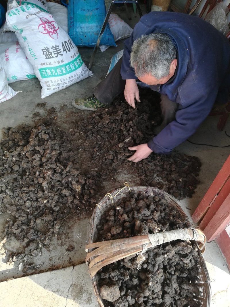 野生猪苓干货100斤起批无污染猪屎苓包邮