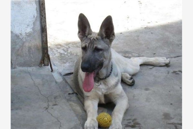 狼青犬幼犬，中华狼青犬价格，活体狼青犬免费运输