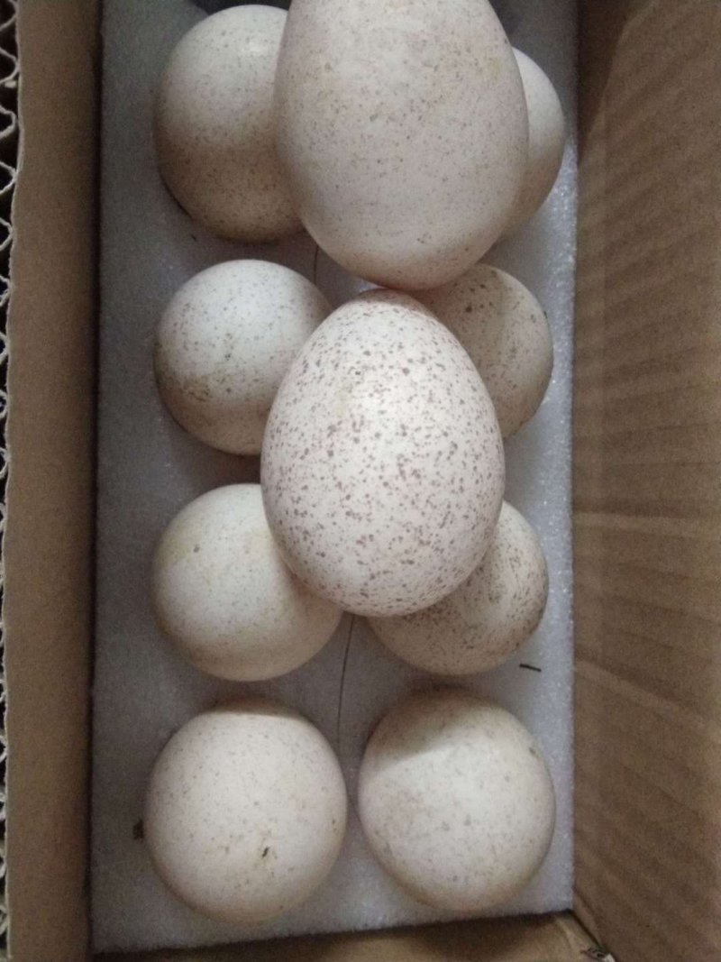火鸡受精种蛋青铜贝蒂娜尼古拉火鸡种蛋混装发货包邮