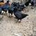 广东省内，出售一斤多五黑鸡，长期有货