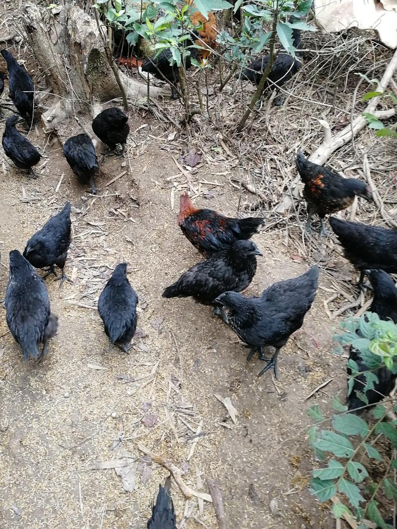广东省内，出售一斤多五黑鸡，长期有货