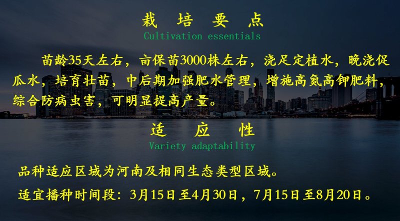 【包邮】乾德1517登记品种口感无刺水果黄瓜
