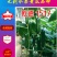 【包邮】乾德1517登记品种口感无刺水果黄瓜