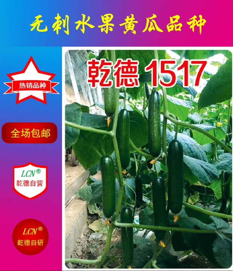 【包邮】乾德1517登记品种口感无刺水果黄瓜