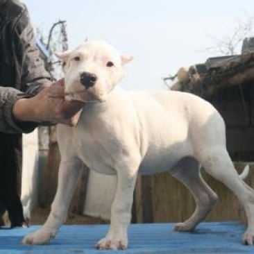 纯白杜高犬,杜高犬幼犬价格,成年杜高犬包送包活