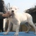 纯白杜高犬,杜高犬幼犬价格,成年杜高犬包送包活