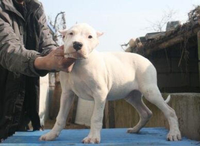 纯白杜高犬，杜高犬幼犬价格，成年杜高犬包送包活