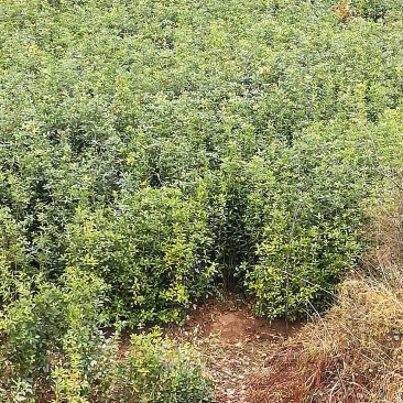 ★桂花苗★各类规格齐全，假一赔十，基地直发，欢迎选购