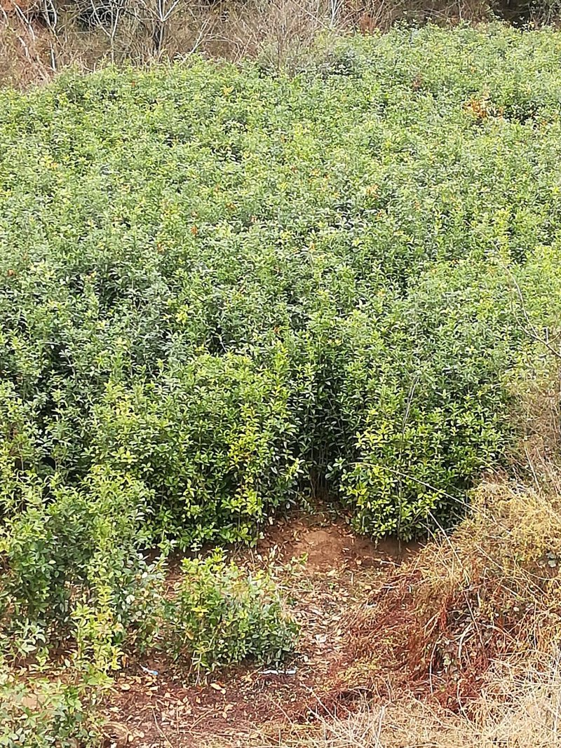 ★桂花苗★各类规格齐全，假一赔十，基地直发，欢迎选购